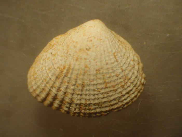 Timoclea ovata (Pennant, 1777)  Pliocene - Astigiano