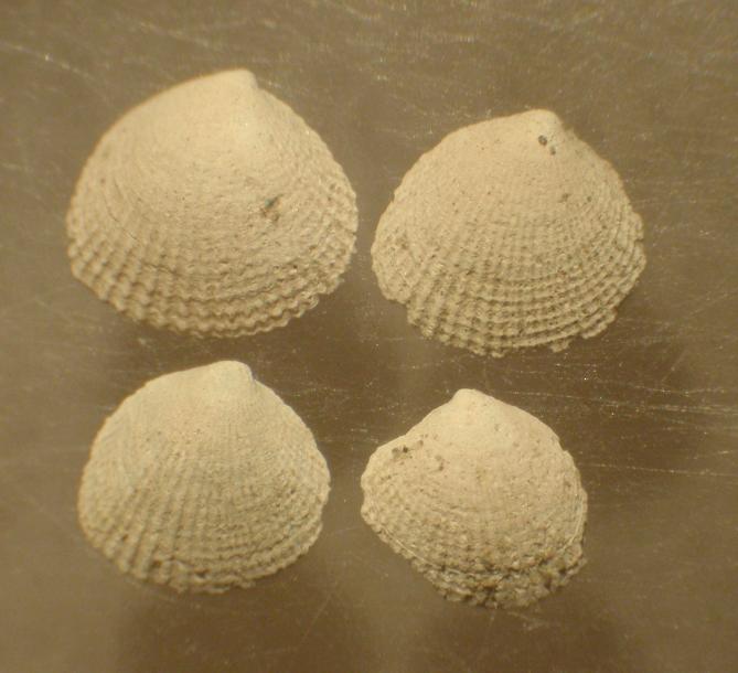 Timoclea ovata (Pennant, 1777)  Pliocene - Astigiano