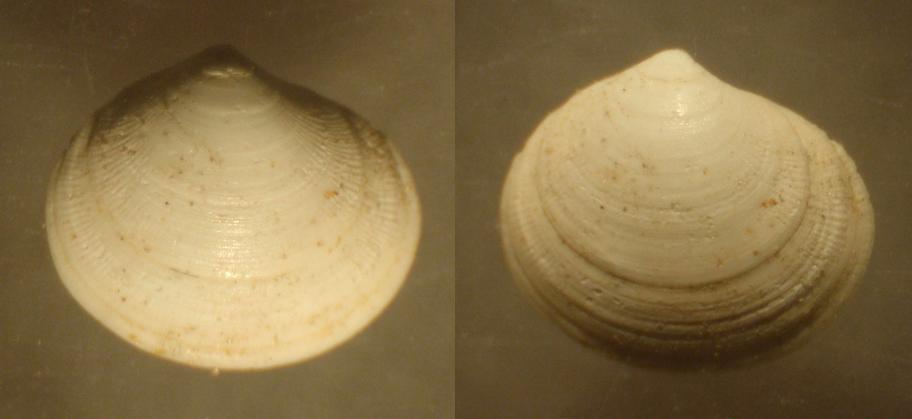 Thyasira reticulata  .... Pliocene Astigiano