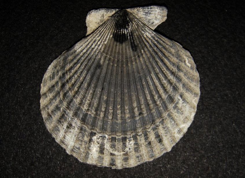 Aequipecten opercularis (L., 1758)  Pliocene - Imola