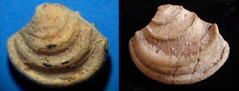 Clausinella brongniartii (Payraudeau, 1826) Pliocene Toscana