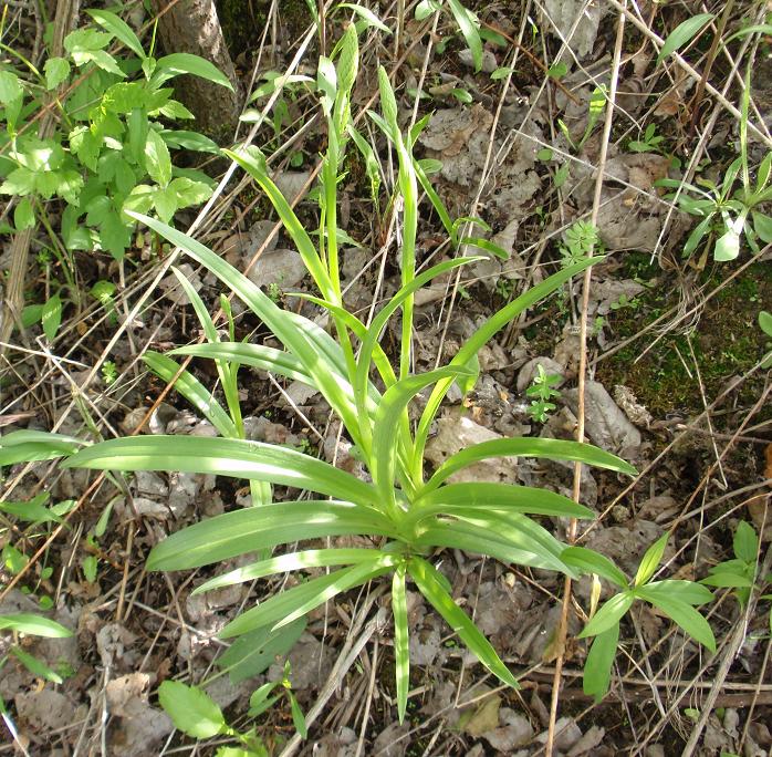 Piccole orchidee crescono: Gymnadenia conopsea