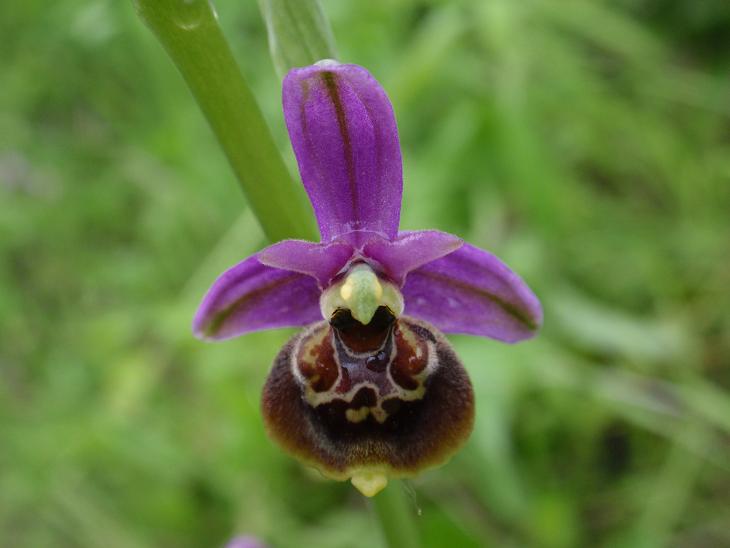 Variabilit di Ophrys fuciflora