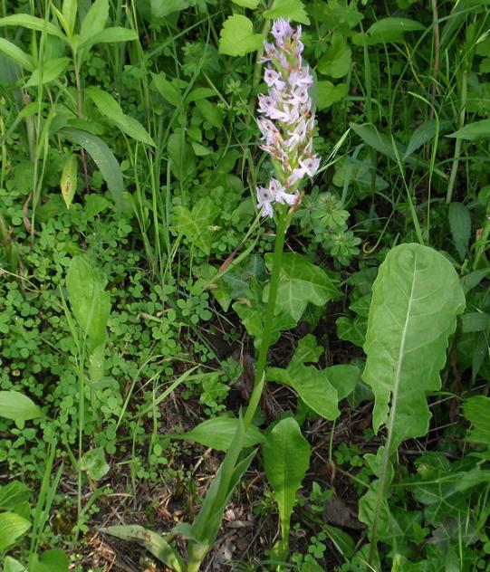 Orchis tridentata (Neotinea tridentata)