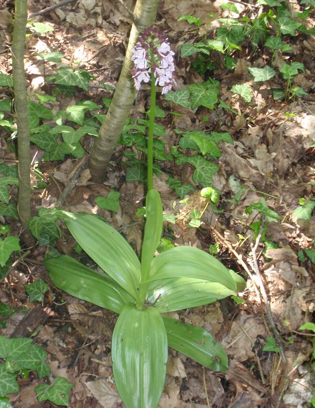 ORCHIDEE DELL''ASTIGIANO:TRA LANGHE E MONFERRATO 2009