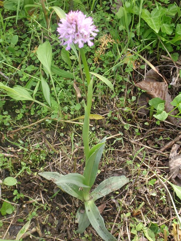 Orchis tridentata (Neotinea tridentata)