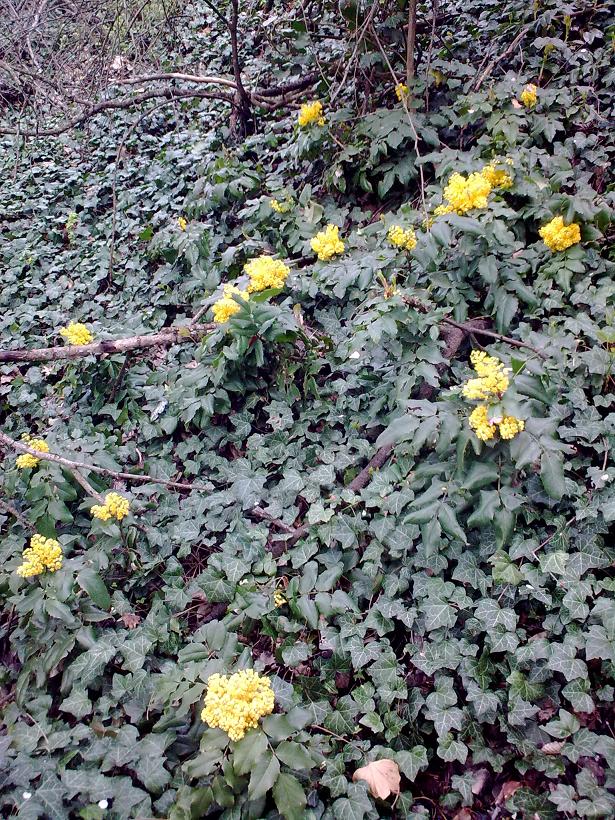 Mahonia aquifolium