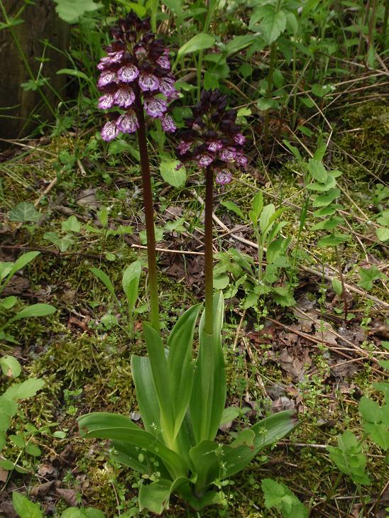 Orchis purpurea - Variabilit e lobo mediano doppio!