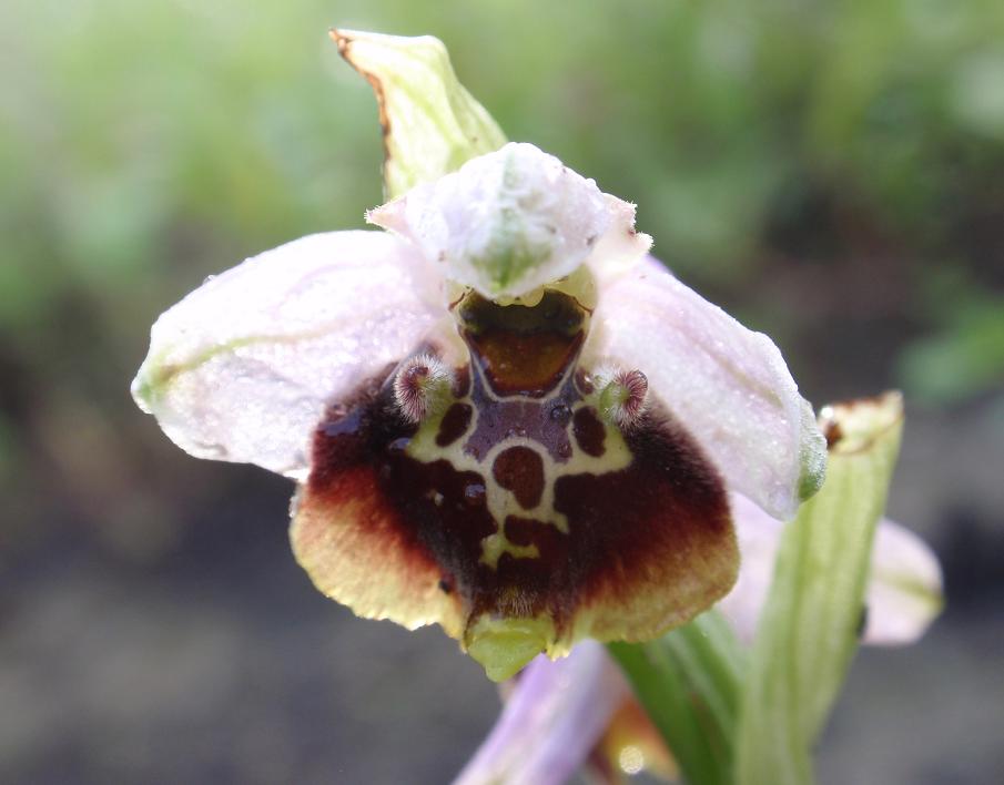 Ophrys holosericea o qualcos''altro?!