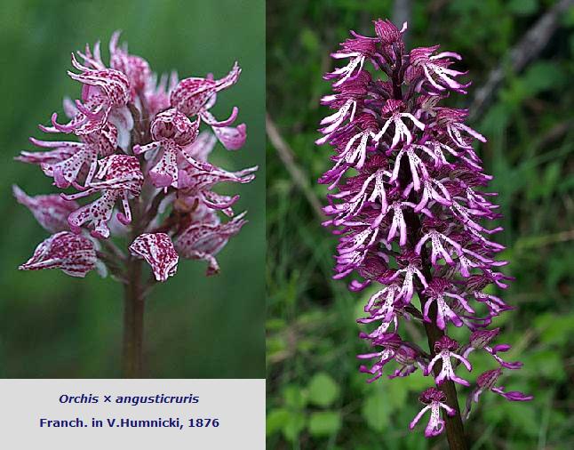 Orchis simia (?)