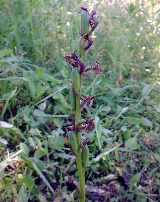 Trinciatura prati e orchidee