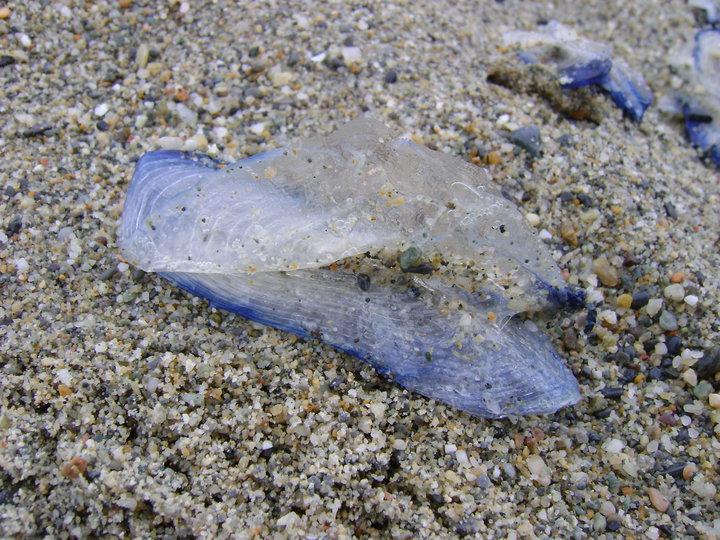 Spiaggiamento di Velella velella