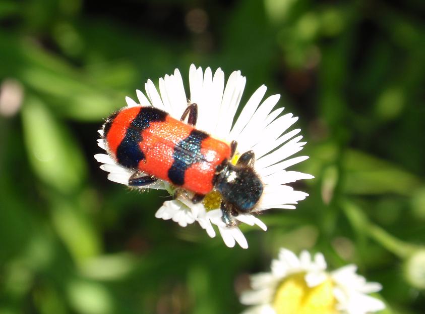 Trichodes apiarius da confermare.