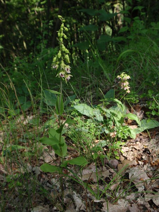 Tutte Epipactis helleborine subsp. helleborine ?!