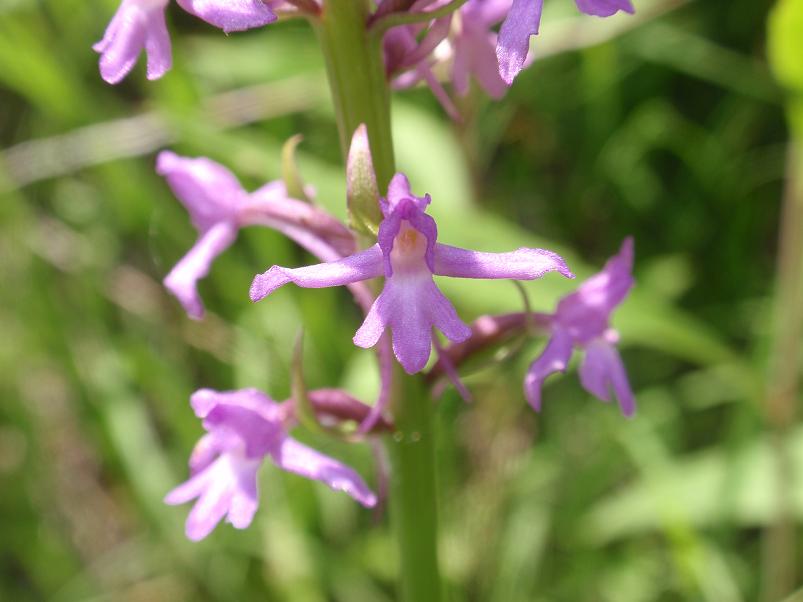 Variabilit di Gymnadenia conopsea