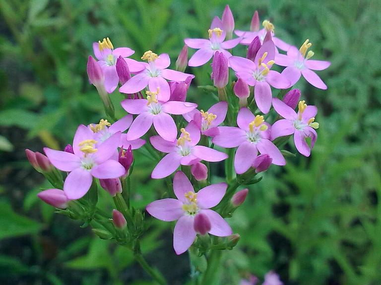 Da determinare 1  - Centaurium erythraea