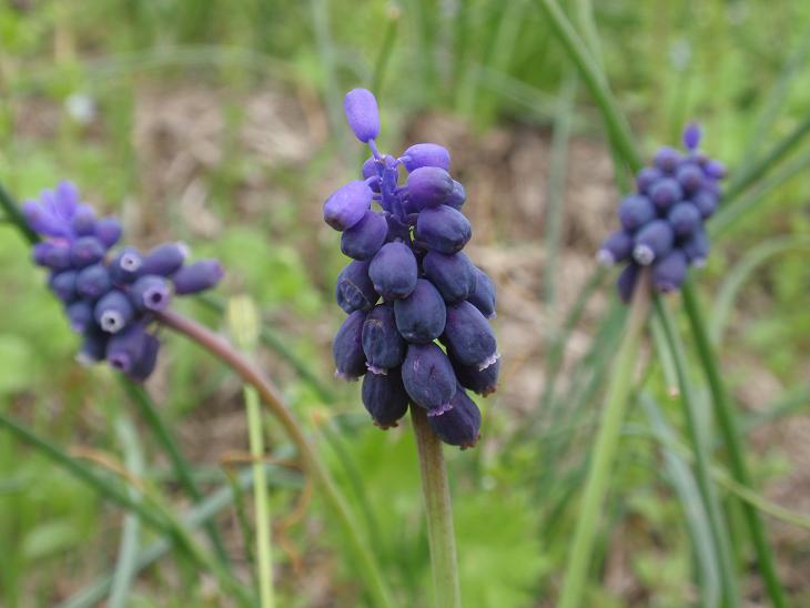 Muscari neglectum / Muscari ignorato