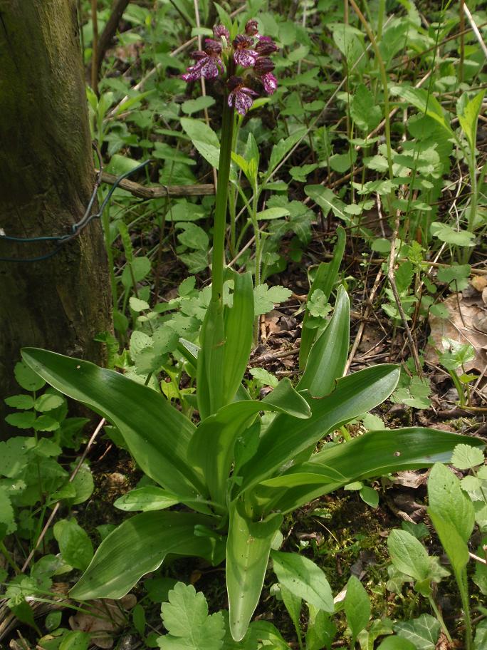 Orchis purpurea - Variabilit e lobo mediano doppio!