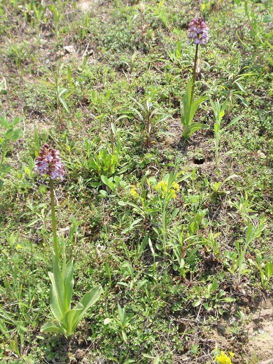 Orchis purpurea - Variabilit e lobo mediano doppio!