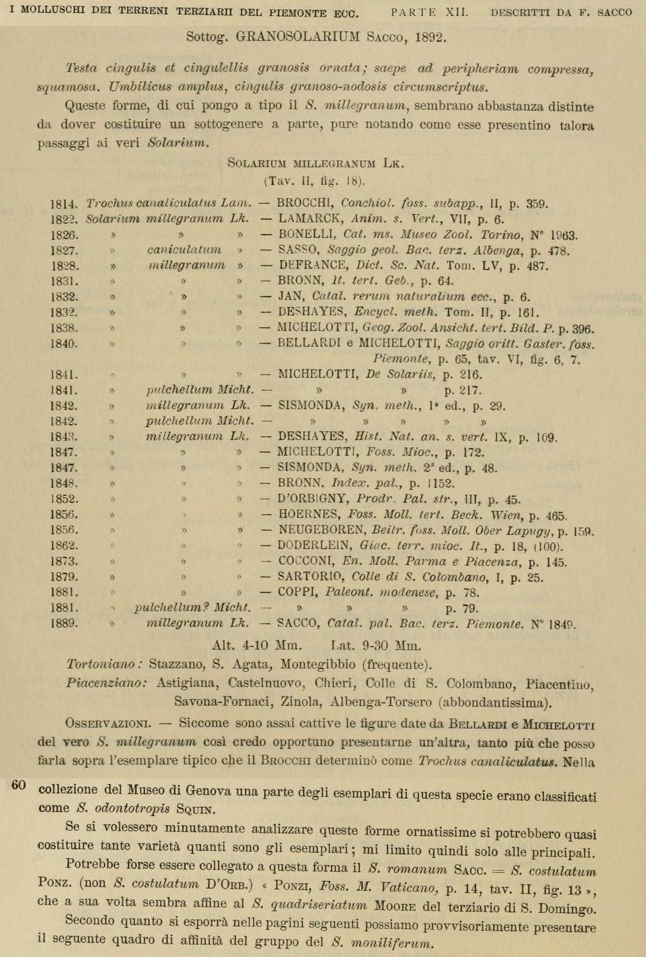 Granosolarium millegranum (Lamarck, 1821) Pliocene, Volterra