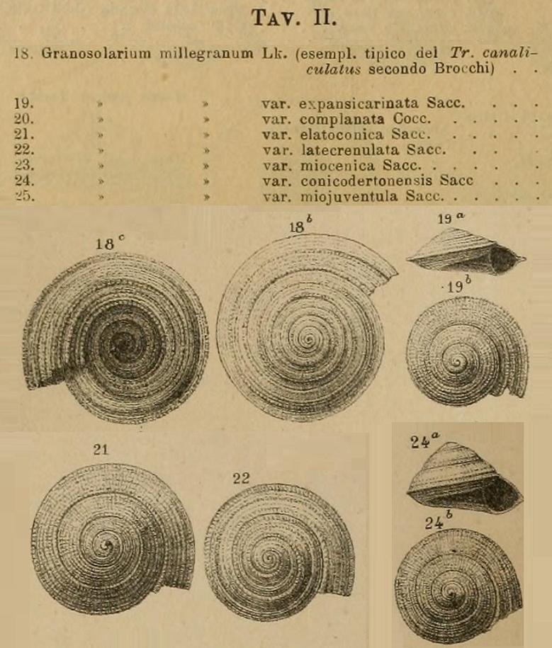 Granosolarium millegranum (Lamarck, 1821) Pliocene, Volterra