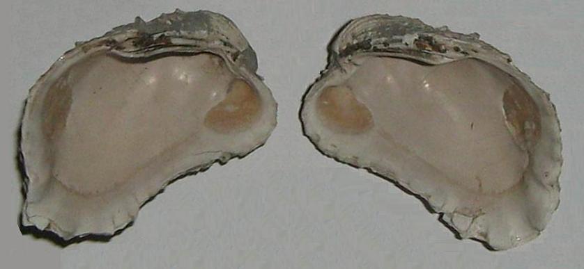 Cardita calyculata (L, 1758) - pliocene - Toscana