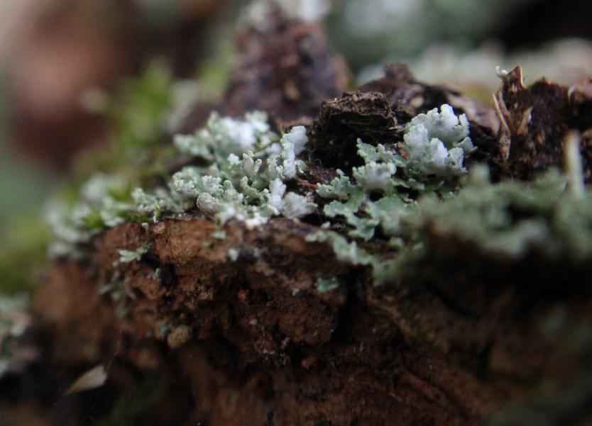 Cladonia fimbriata (L.) Fr. (1831) - Piemonte, Asti