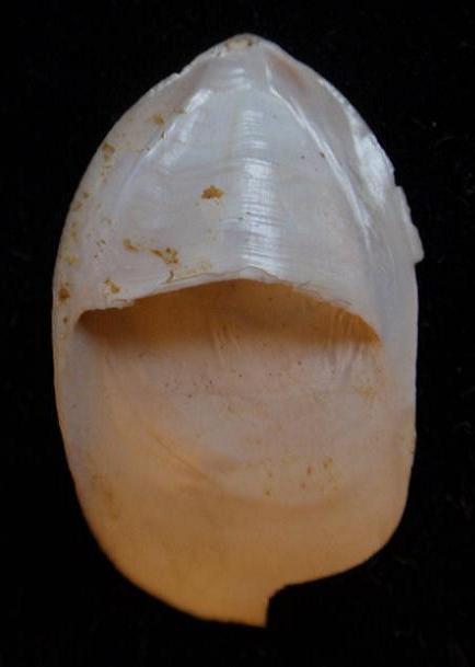 Crepidula unguiformis (Lamarck, 1822) - Pliocene - Toscana