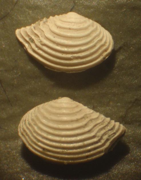 Saccella commutata (juv.) (Philippi, 1844)  Pliocene - Asti