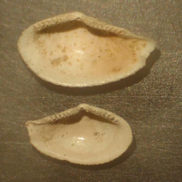 Lembulus pellus  (L., 1767) - Pliocene - Astigiano