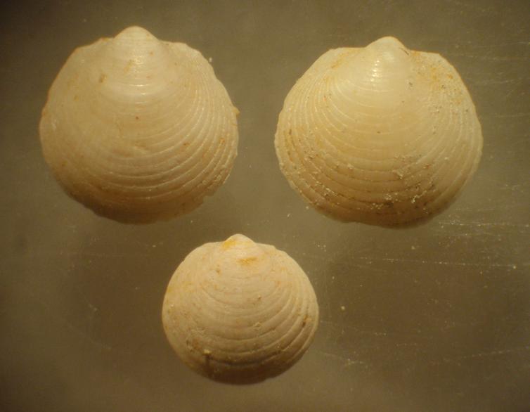 Glycymeris sp. - Esemplari giovanili - Pliocene - Astigiano