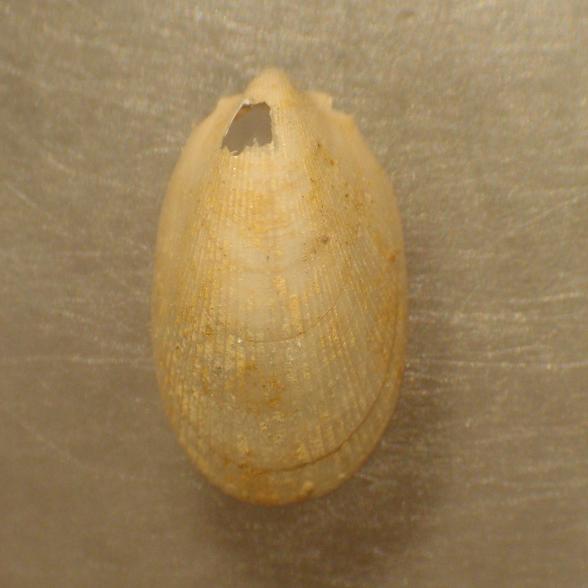 Limatula gwyni (Sykes, 1903)  Pliocene - Astigiano