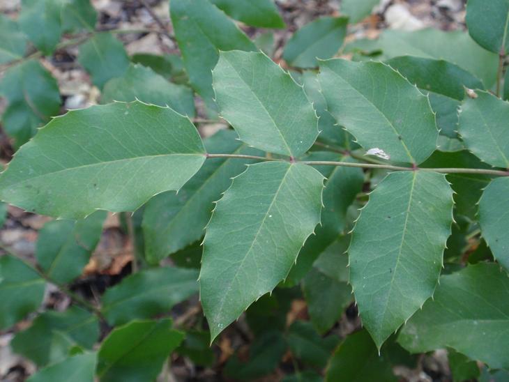 Mahonia aquifolium (Pursh.) Nutt, 1818