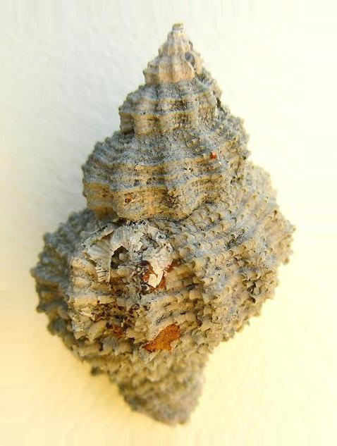 Ocinebrina imbricata (Br., 1814) Pliocene - Castelfiorentino