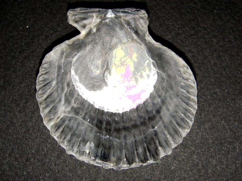 Aequipecten opercularis (L., 1758)  Pliocene - Imola