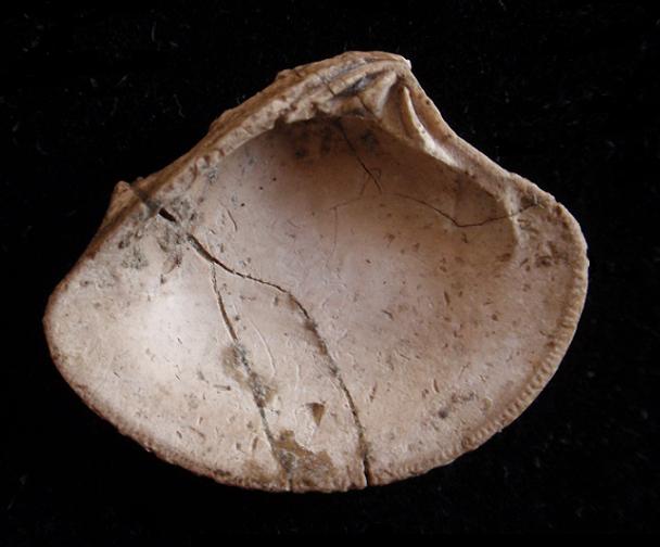 Clausinella brongniartii (Payraudeau, 1826) Pliocene Toscana