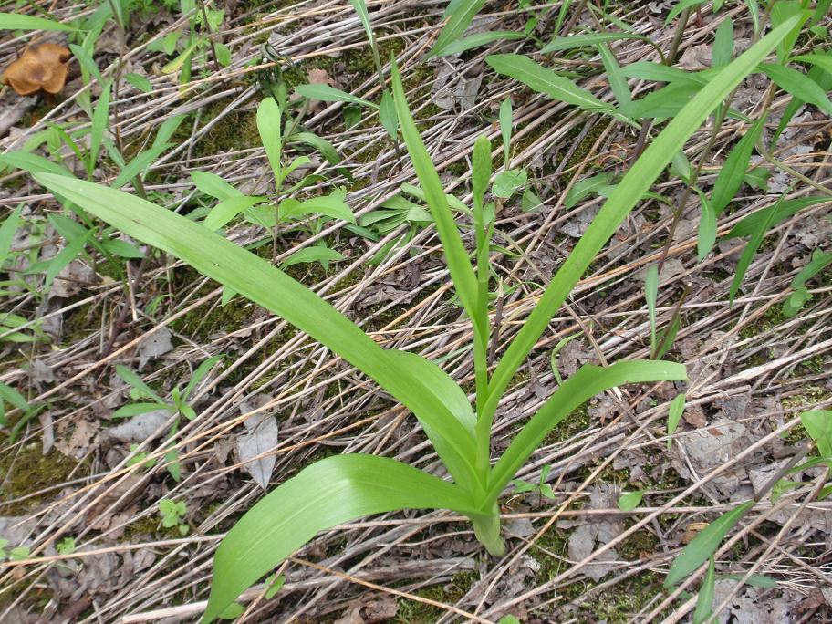 Piccole orchidee crescono: Gymnadenia conopsea