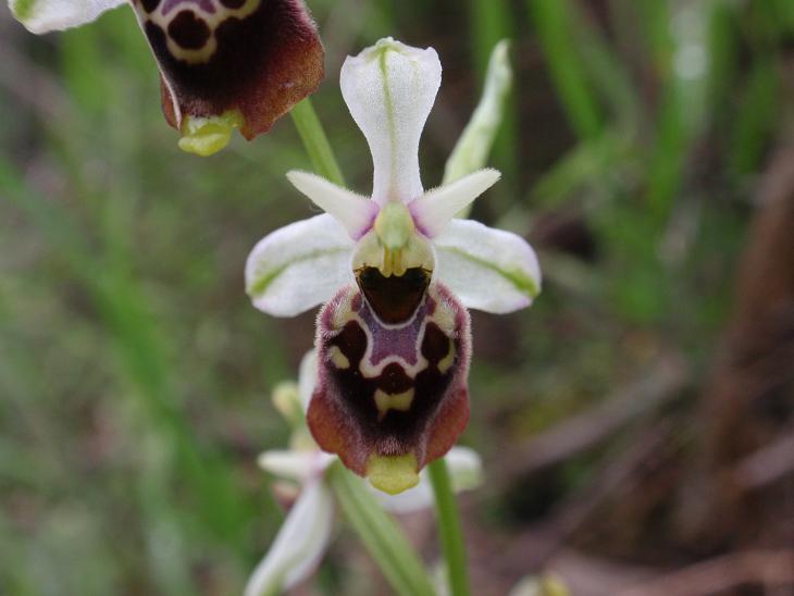 Variabilit di Ophrys fuciflora