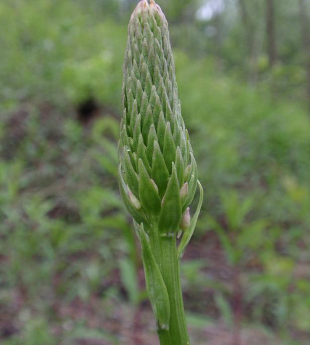 Piccole orchidee crescono: Gymnadenia conopsea