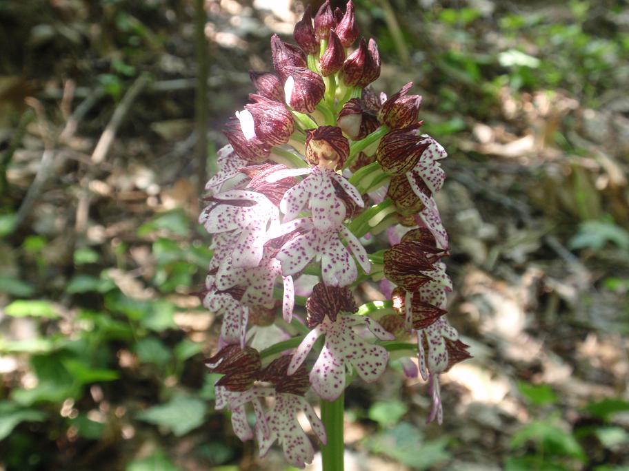 ORCHIDEE DELL''ASTIGIANO:TRA LANGHE E MONFERRATO 2009