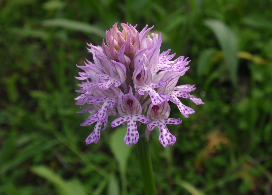 Orchis tridentata (Neotinea tridentata)