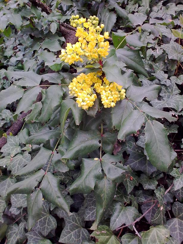 Mahonia aquifolium