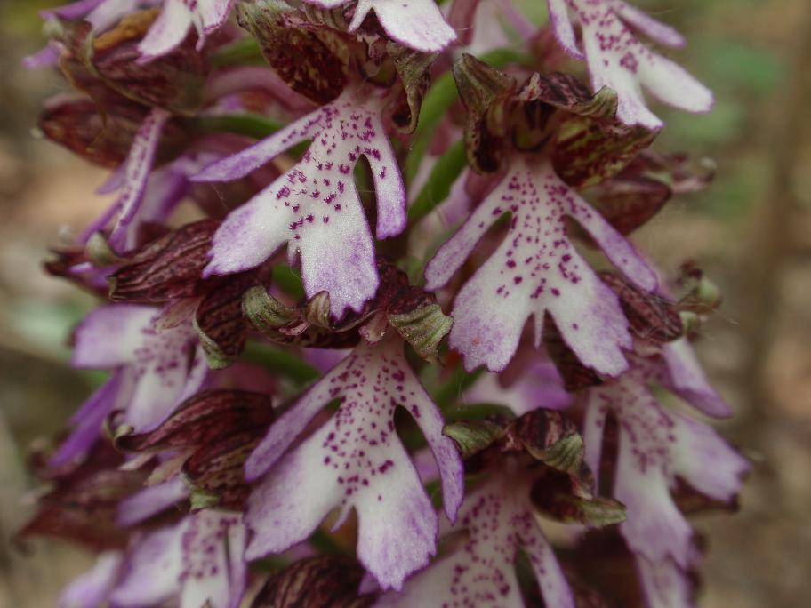 Orchis purpurea - Variabilit e lobo mediano doppio!