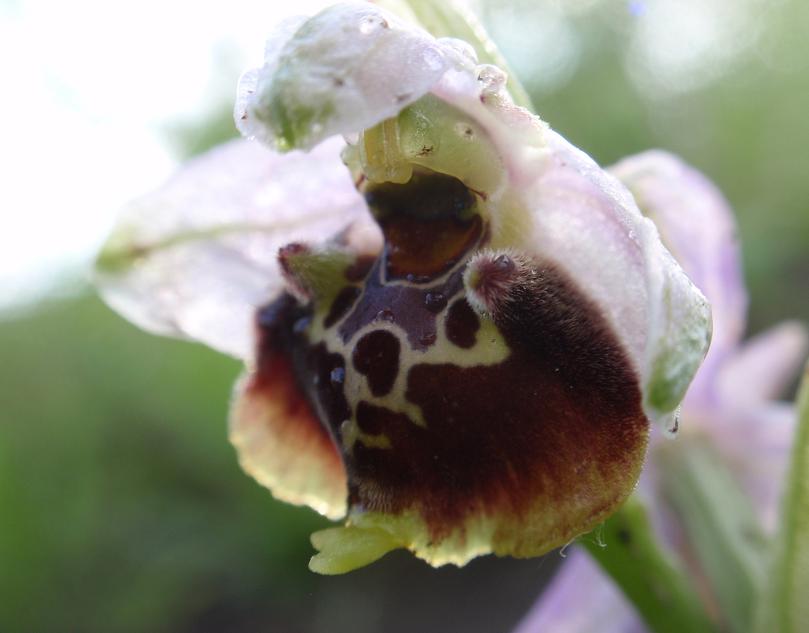 Ophrys holosericea o qualcos''altro?!