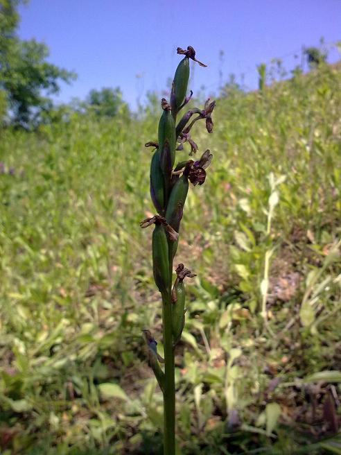 Trinciatura prati e orchidee