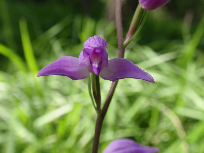 Orchidee spontanee astigiane