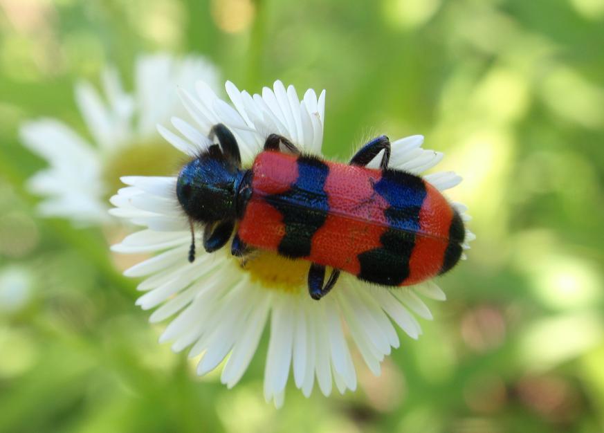 Trichodes apiarius da confermare.