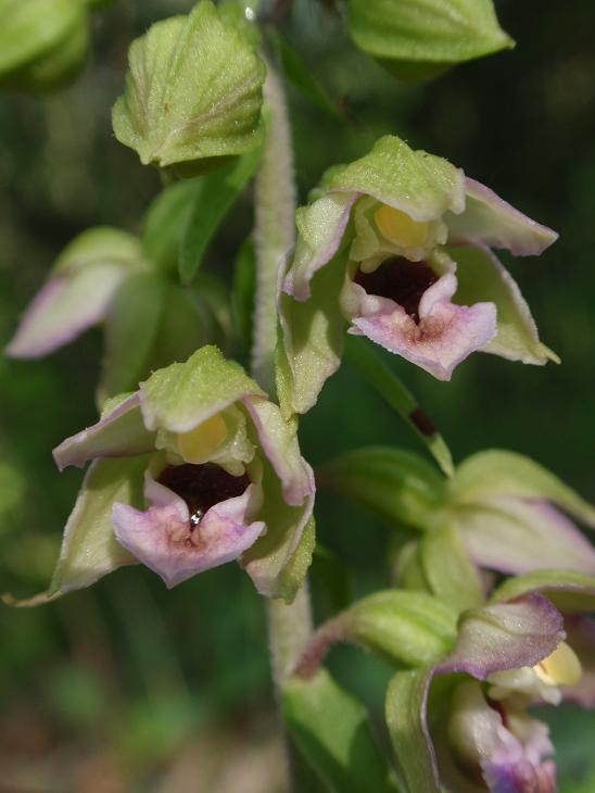 Tutte Epipactis helleborine subsp. helleborine ?!