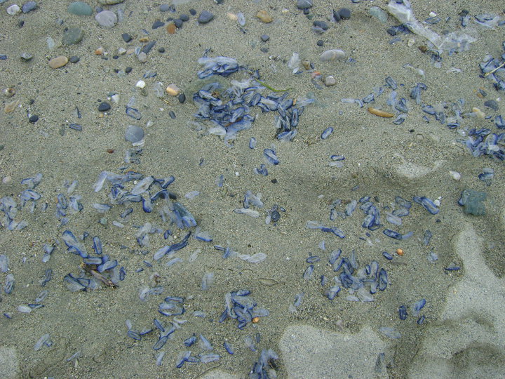 Spiaggiamento di Velella velella