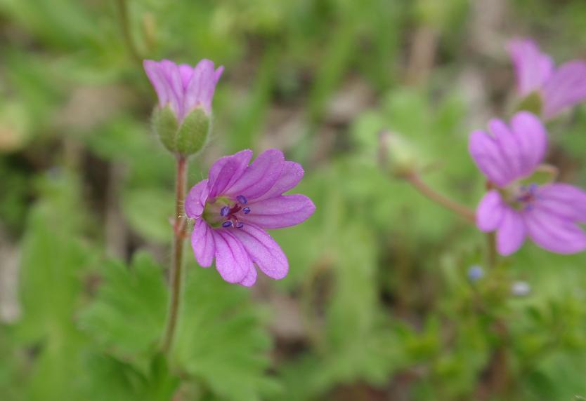 Fiori tra le colline astigiane: Geranium molle